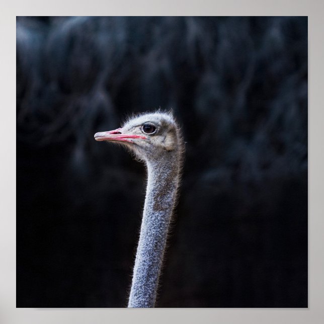 Ostrich Photography Poster (Front)