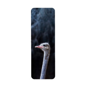 Ostrich Photography Return Address Label