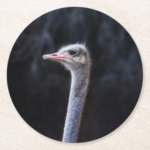Ostrich Photography Round Paper Coaster