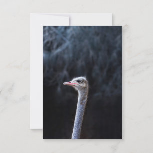 Ostrich Photography RSVP Card