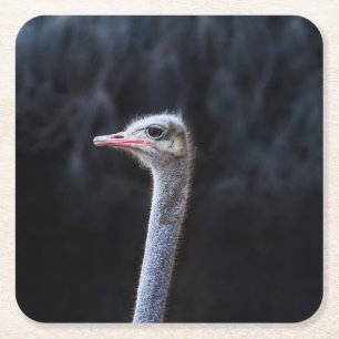 Ostrich Photography Square Paper Coaster