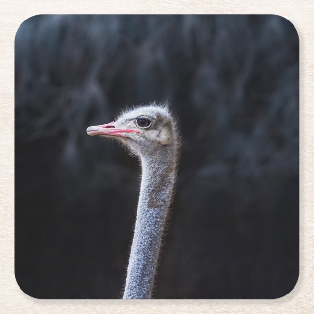 Ostrich Photography Square Paper Coaster (Front)