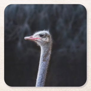 Ostrich Photography Square Paper Coaster