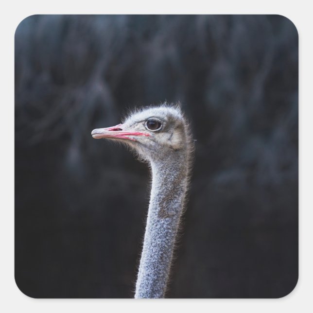 Ostrich Photography Square Sticker (Front)