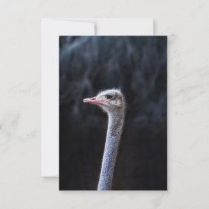 Ostrich Photography Thank You Card