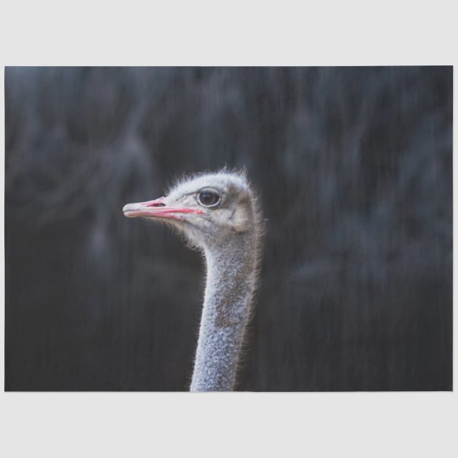 Ostrich Photography Tissue Paper (Front)