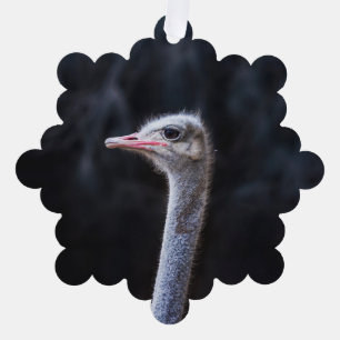 Ostrich Photography Tree Decoration Card