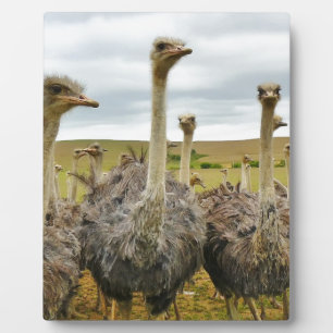ostrich plaque