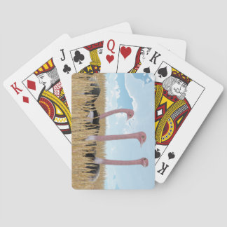 Ostrich Playing Cards