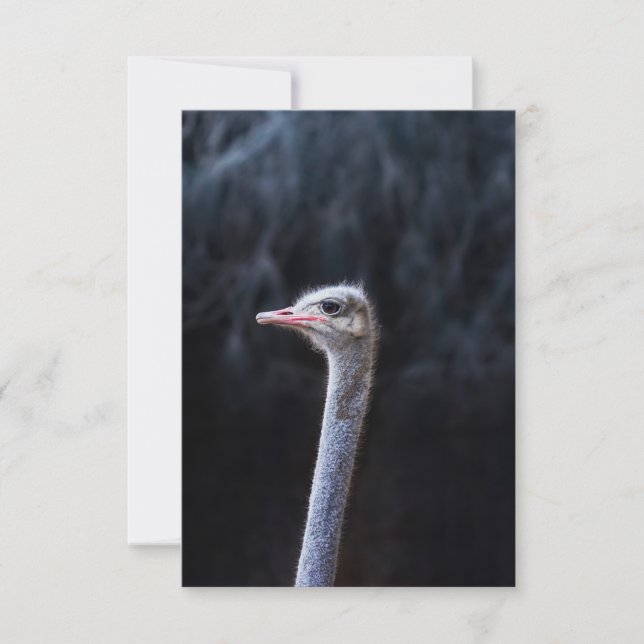 ostrich portrait   (Front)