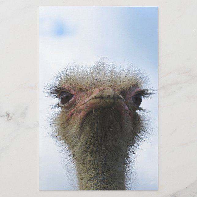 Ostrich Portrait (Front)