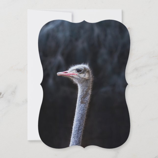 ostrich portrait  (Front)