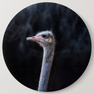 ostrich portrait     6 cm round badge
