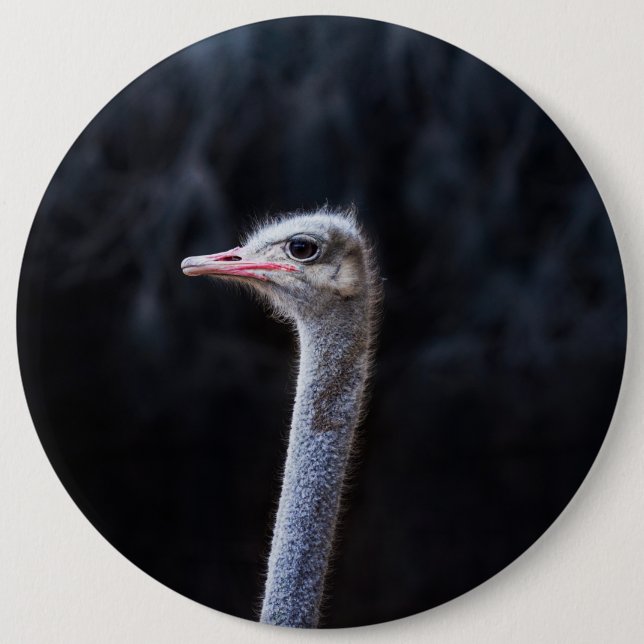 ostrich portrait     6 cm round badge (Front)