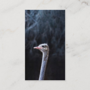 ostrich portrait     advice card