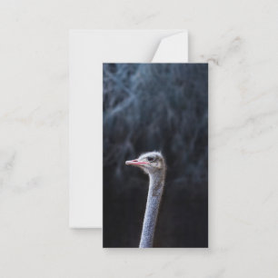 ostrich portrait advice card