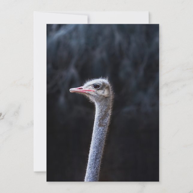 ostrich portrait    announcement (Front)