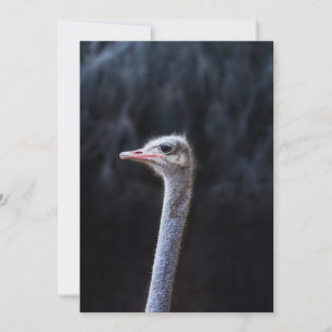 ostrich portrait announcement