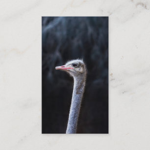 ostrich portrait business card