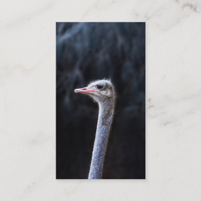 ostrich portrait     calling card (Front)