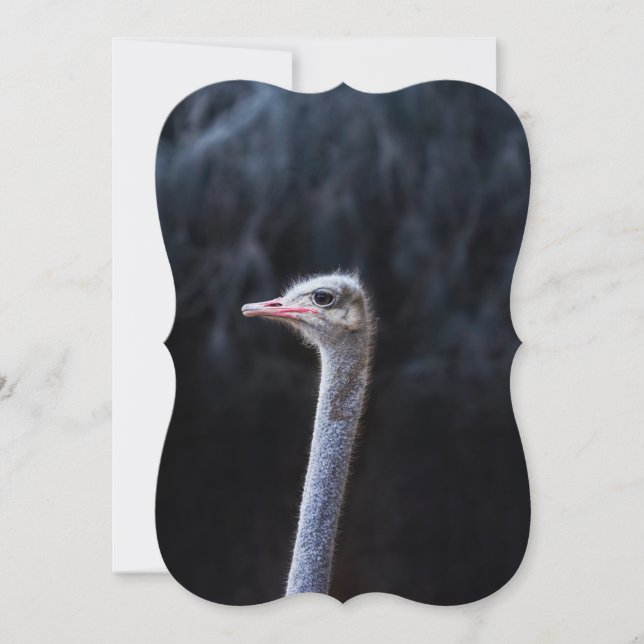 ostrich portrait  card (Front)