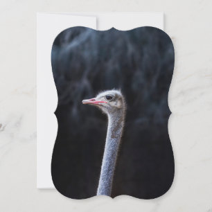 ostrich portrait   card