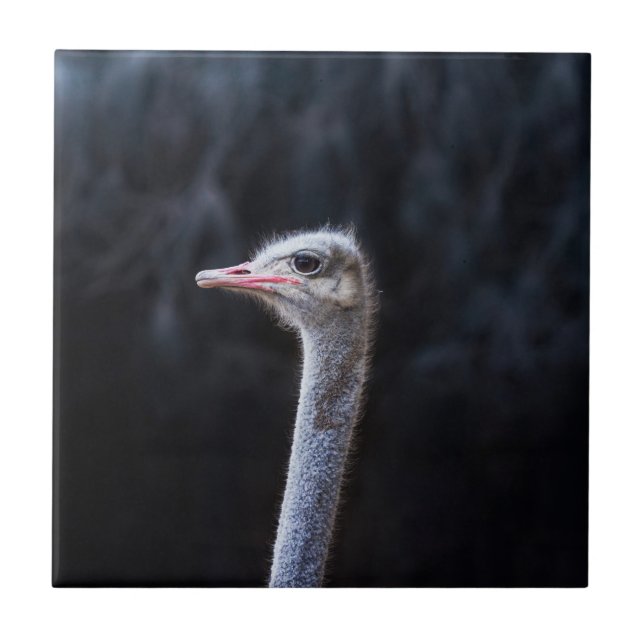 ostrich portrait     ceramic tile (Front)
