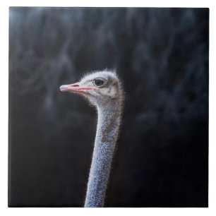 ostrich portrait ceramic tile