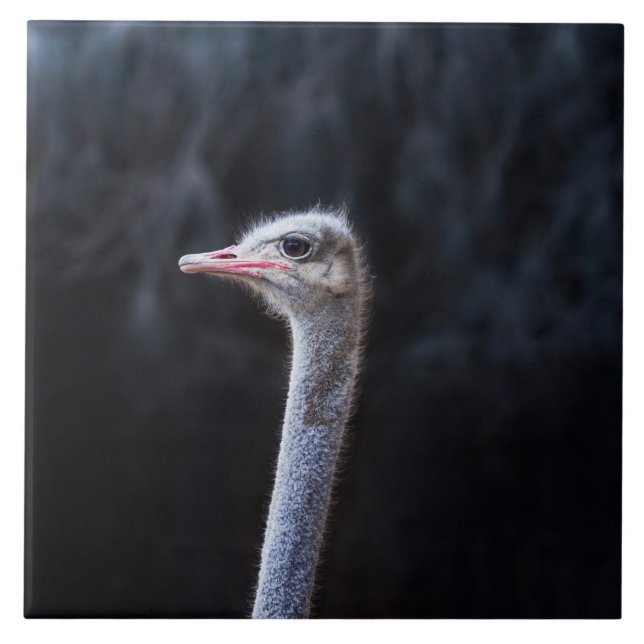 ostrich portrait   ceramic tile (Front)
