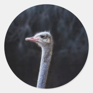 ostrich portrait  classic round sticker