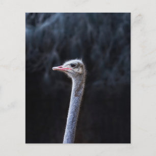 ostrich portrait  flyer