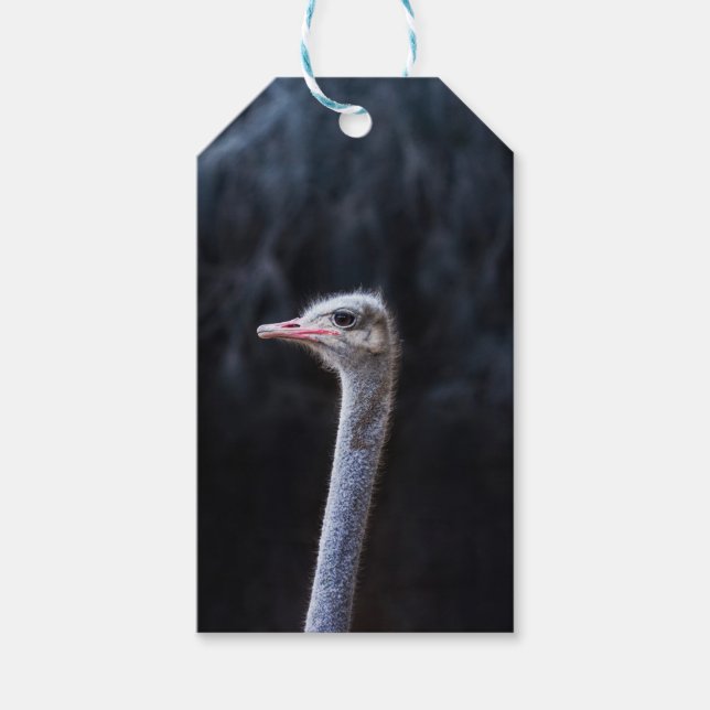 ostrich portrait  gift tags (Front)