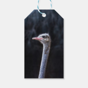 ostrich portrait gift tags