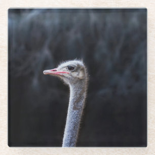 ostrich portrait glass coaster