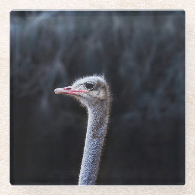 ostrich portrait     glass coaster (Front)
