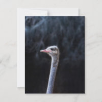 ostrich portrait