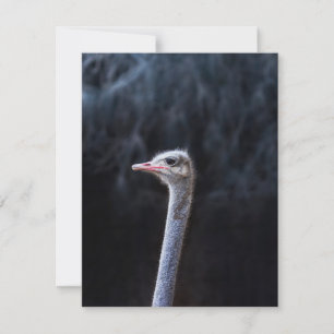 ostrich portrait holiday card