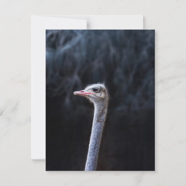 ostrich portrait    holiday card (Front)