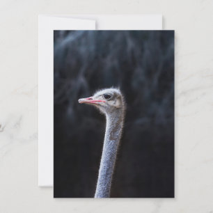 ostrich portrait invitation