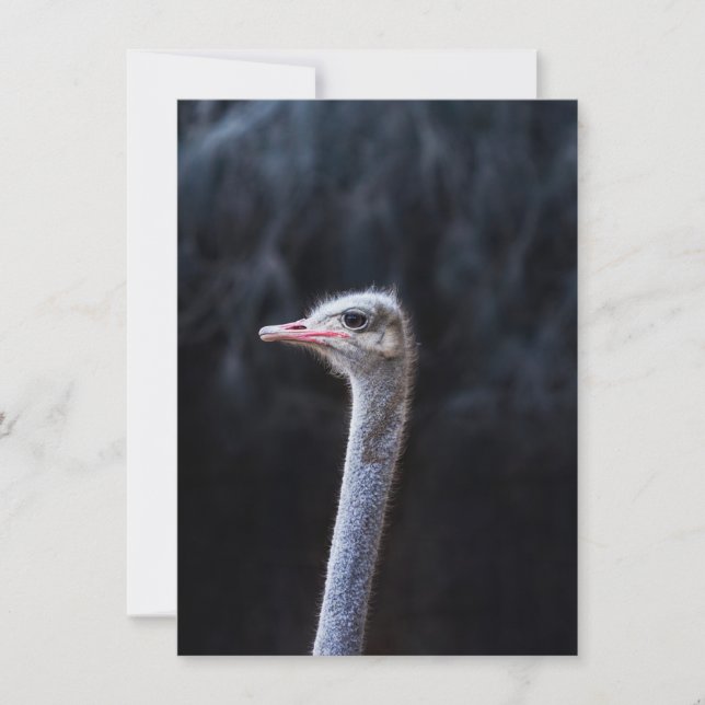 ostrich portrait    invitation (Front)