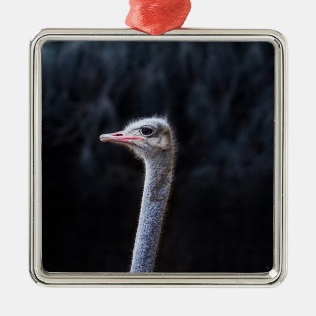 ostrich portrait    metal ornament (Front)