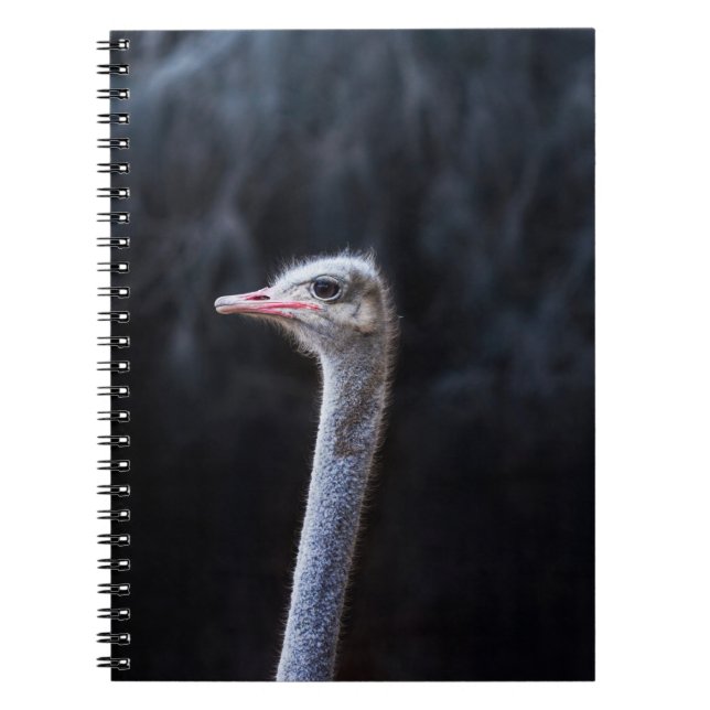 ostrich portrait    notebook (Front)