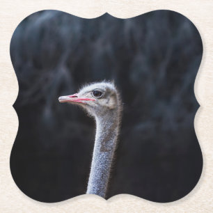 ostrich portrait paper coaster