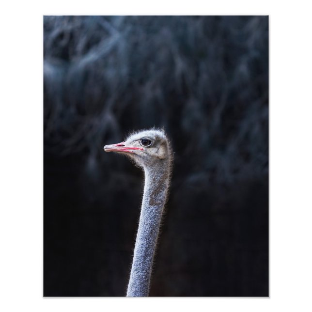 ostrich portrait     photo print (Front)