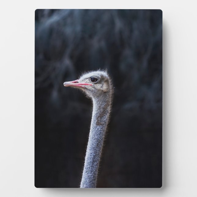 ostrich portrait    plaque (Front)