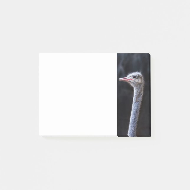 ostrich portrait    post-it notes (Front)