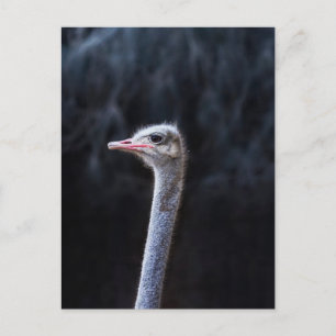 ostrich portrait postcard