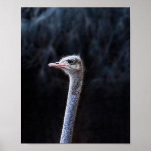 ostrich portrait    poster