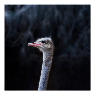 ostrich portrait     poster