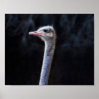 ostrich portrait
